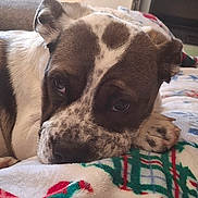 Charlotte is registered to the contest to win money with this photo: animal, blanket, brown, close_up, comfort, cozy, cute, dog, expression, face, fur, home, indoor, paw, pet, relaxation, resting, sleepy, soft, white