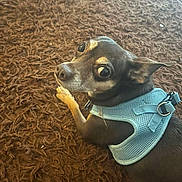 Hank Robinson joined the competition — help win amazing prizes! dog, small_dog, puppy, black_and_tan, harness, turquoise_harness, pet, animal, face, eyes, large_eyes, ears, snout, paws, lying_down, indoor, carpet, shaggy_carpet, close_up, portrait