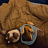 Hank Robinson joined the competition — help win amazing prizes! dog, small_dog, pet, animal, lying_down, upside_down, smiling, open_mouth, teeth, harness, brown_fur, black_fur, white_fur, paws, indoors, couch, blanket, cozy, portrait, funny