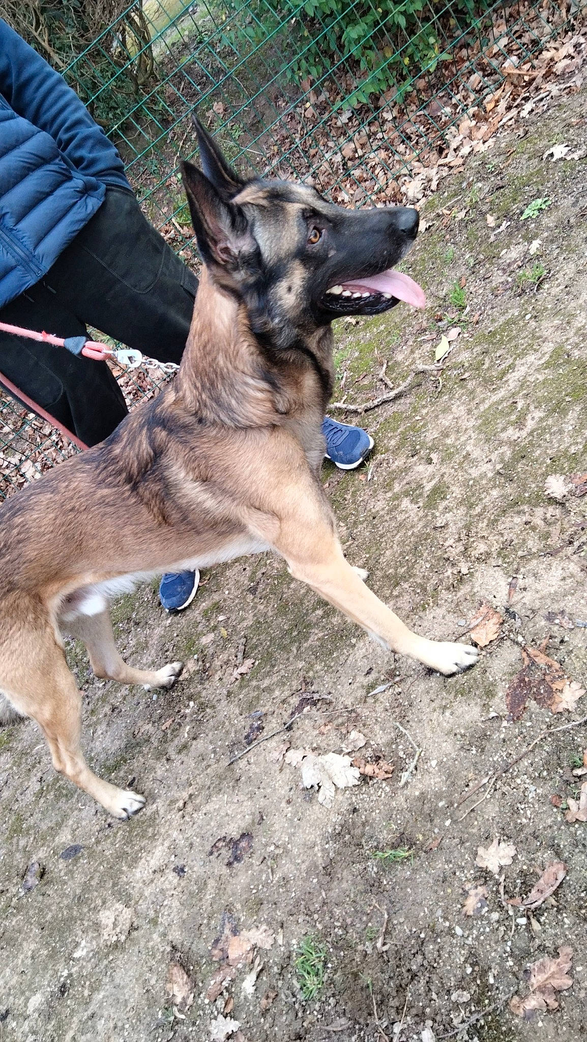 Lasko a rejoint le concours — aidez-le/la à gagner de superbes lots ! canidae, carnivore, collar, companion_dog, dog, dog_breed, dog_collar, dog_supply, east_european_shepherd, fawn, german_shepherd_dog, herding_dog, law_enforcement, snout, soil, sporting_group, tree, vehicle, working_animal, working_dog