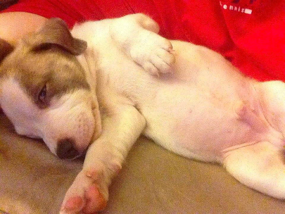 Jaxx joined the competition — help win amazing prizes! canidae, carnivore, comfort, companion_dog, dog, dog_breed, fawn, flesh, foot, fur, nail, nap, non_sporting_group, paw, snout, sporting_group, whiskers, working_animal