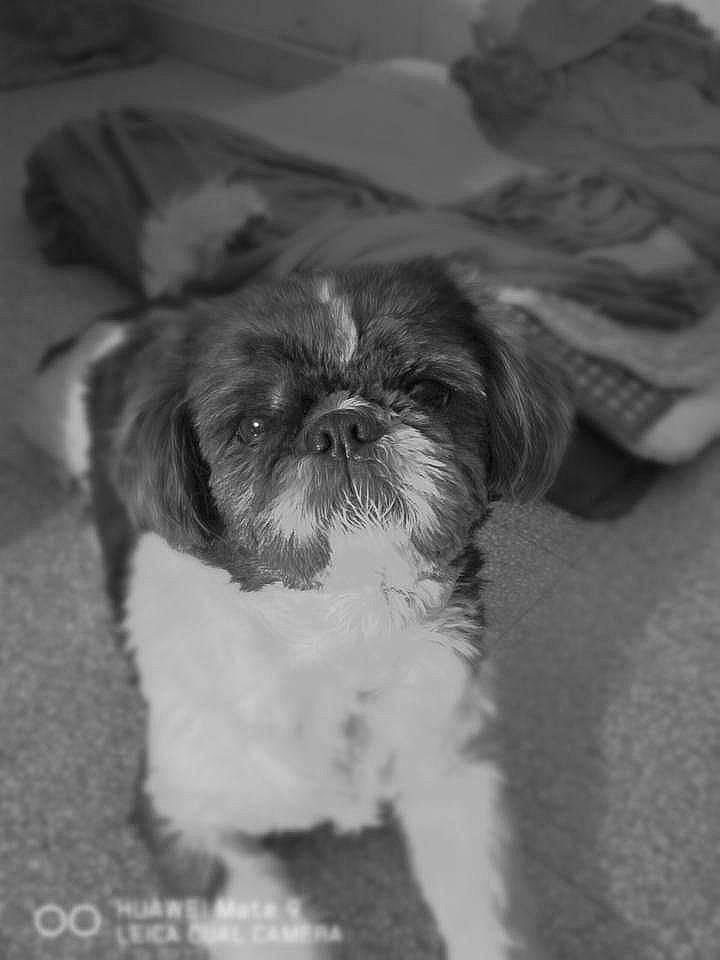 Dandi a rejoint le concours — aidez-le/la à gagner de superbes lots ! black_and_white, canidae, carnivore, chinese_imperial_dog, companion_dog, dog, dog_breed, kyi_leo, lhasa_apso, liver, lowchen, mammal, non_sporting_group, puppy, rare_breed_dog, shih_tzu, snout, sporting_group, toy_dog, vertebrate