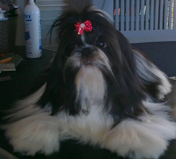 Dandi participe au concours pour gagner de l'argent avec cette photo : bolonka, canidae, carnivore, chinese_imperial_dog, companion_dog, dog, dog_breed, kyi_leo, lhasa_apso, liver, lowchen, maltepoo, mammal, non_sporting_group, puppy, rare_breed_dog, shih_tzu, snout, toy_dog, vertebrate