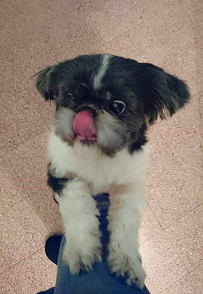 Dandi a rejoint le concours — aidez-le/la à gagner de superbes lots ! canidae, carnivore, chinese_imperial_dog, companion_dog, dog, dog_breed, kyi_leo, lhasa_apso, mal_shi, maltepoo, mammal, nose, pekapoo, puppy, rare_breed_dog, shih_poo, shih_tzu, snout, toy_dog, vertebrate