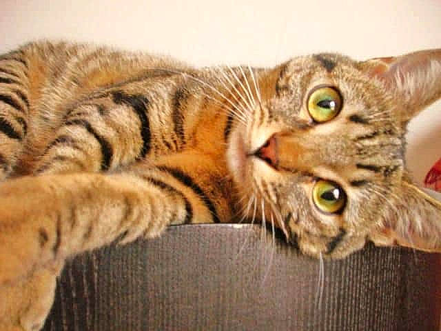 Maya a rejoint le concours — aidez-le/la à gagner de superbes lots ! asian, australian_mist, bengal, california_spangled, carnivore, cat, domestic_short_haired_cat, dragon_li, european_shorthair, felidae, fur, mammal, ocicat, pixie_bob, small_to_medium_sized_cats, snout, tabby_cat, toyger, vertebrate, whiskers