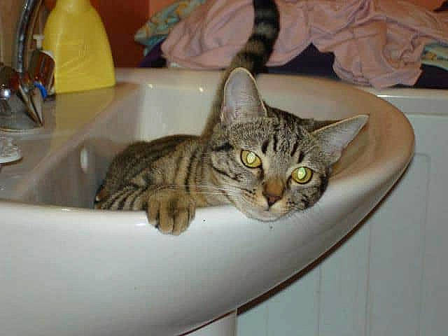 Maya a rejoint le concours — aidez-le/la à gagner de superbes lots ! american_shorthair, american_wirehair, asian, australian_mist, bengal, california_spangled, carnivore, cat, domestic_short_haired_cat, dragon_li, european_shorthair, felidae, kitten, mammal, ocicat, small_to_medium_sized_cats, sokoke, tabby_cat, toyger, whiskers