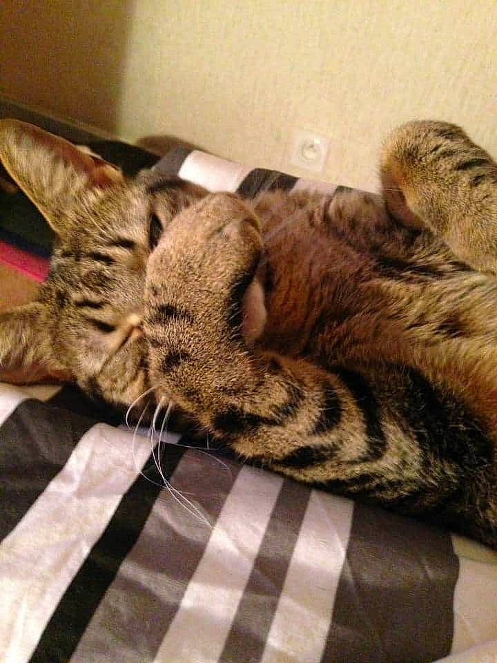 Maya participe au concours pour gagner de l'argent avec cette photo : american_shorthair, asian, california_spangled, carnivore, cat, domestic_short_haired_cat, dragon_li, egyptian_mau, european_shorthair, felidae, fur, kitten, mammal, nap, pixie_bob, sleep, small_to_medium_sized_cats, snout, tabby_cat, whiskers