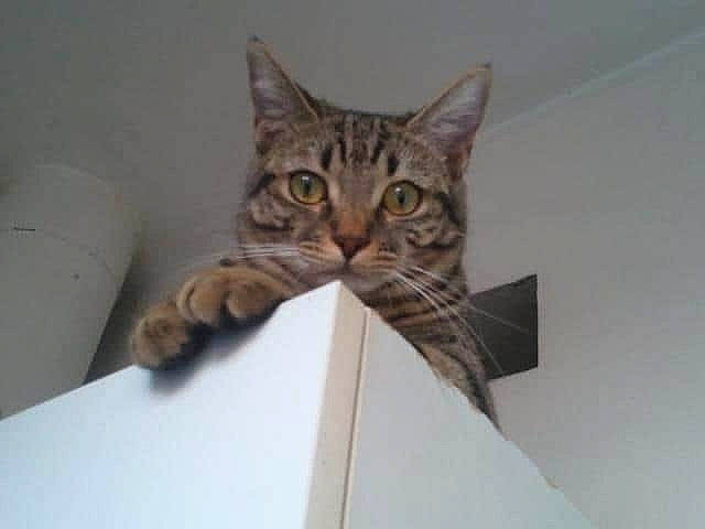 Maya participe au concours pour gagner de l'argent avec cette photo : aegean_cat, american_shorthair, asian, bengal, california_spangled, carnivore, cat, domestic_short_haired_cat, dragon_li, ear, european_shorthair, eye, fawn, felidae, kitten, ocicat, pixie_bob, small_to_medium_sized_cats, tabby_cat, whiskers