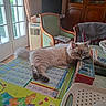 cat, table, map, vintage_tin_box, remote_control, bowl, chair, jacket, window, curtains, indoor, daylight, fluffy_cat, relaxed, household_items, wooden_cabinet, green_chair, paper, ruler, resting
