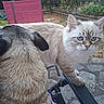 cat, dog, pug, blue_eyes, outdoor, garden, chair, patio, stone_floor, furniture, animal, pet, curious, whiskers, ears, fur, nature, daylight, close_up, domestic