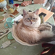 Bahia participe au concours pour gagner de l'argent avec cette photo : cat, bowl, table, cup, teapot, spoon, charging_cable, hand, chair, plate, phone, envelope, blanket, fur, indoor, domestic_animal, blue_eyes, curious, relaxed, household_items