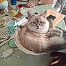cat, bowl, table, cup, teapot, spoon, charging_cable, hand, chair, plate, phone, envelope, blanket, fur, indoor, domestic_animal, blue_eyes, curious, relaxed, household_items