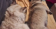 Bahia participe au concours pour gagner de l'argent avec cette photo : blanket, cat, cozy, ears, feline, fur, gray_fabric, indoor, lying_down, magazine, pet, pink_fabric, relaxing, resting, soft_texture, striped_fur, tabby, tail, two_cats, yellow_blanket