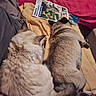 cat, two_cats, feline, resting, blanket, yellow_blanket, magazine, indoor, fur, tail, ears, cozy, relaxing, pink_fabric, gray_fabric, striped_fur, tabby, soft_texture, lying_down, pet