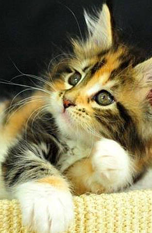 Simba a rejoint le concours — aidez-le/la à gagner de superbes lots ! american_curl, asian, carnivore, cat, domestic_long_haired_cat, european_shorthair, felidae, fur, kitten, maine_coon, mammal, norwegian_forest_cat, polydactyl_cat, siberian, small_to_medium_sized_cats, snout, tabby_cat, vertebrate, whiskers