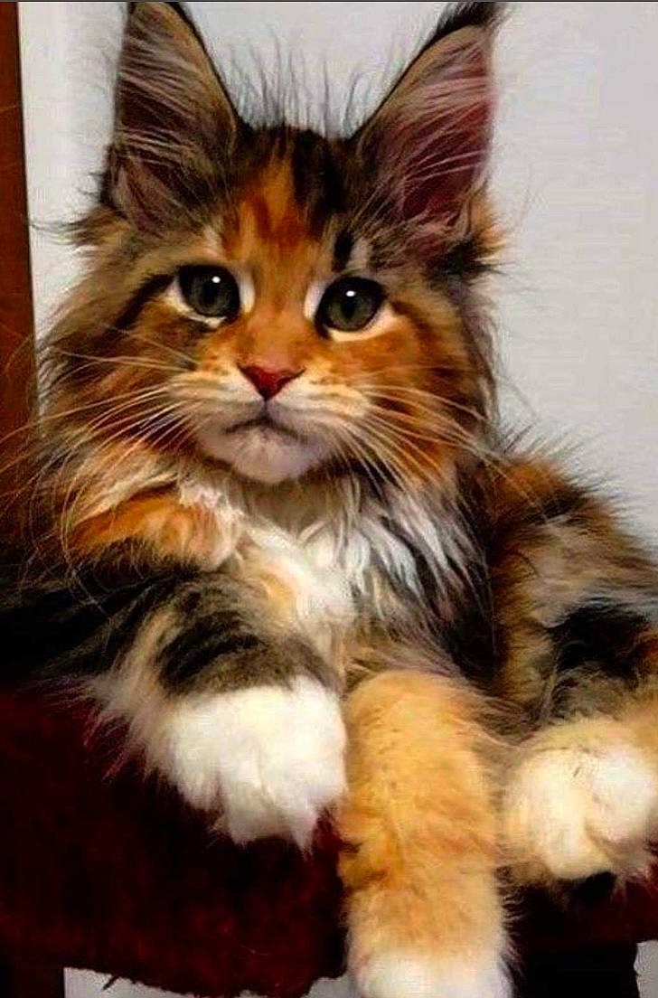 Simba