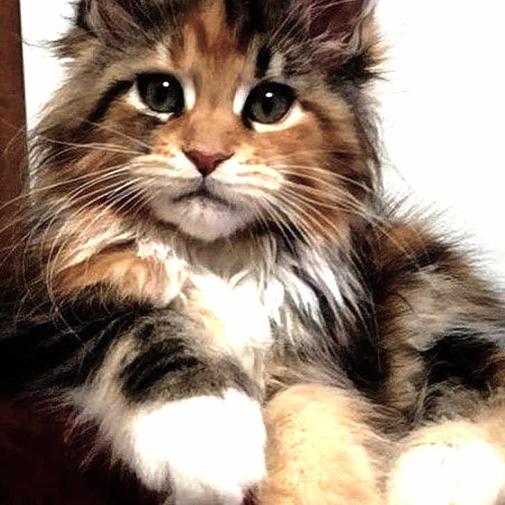 Simba