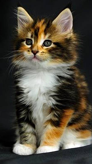 Simba a rejoint le concours — aidez-le/la à gagner de superbes lots ! american_bobtail, american_wirehair, asian, british_semi_longhair, carnivore, cat, cymric, domestic_long_haired_cat, european_shorthair, felidae, kitten, maine_coon, mammal, norwegian_forest_cat, pixie_bob, siberian, small_to_medium_sized_cats, tabby_cat, vertebrate, whiskers