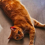 Rubis participe au concours pour gagner de l'argent avec cette photo : animal, cat, curious, cute, domestic_cat, ears, feline, fur, ginger_cat, indoor, lying_down, orange, paw, pet, relaxed, resting, striped, sunlight, whiskers, wooden_floor
