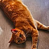 animal, cat, curious, cute, domestic_cat, ears, feline, fur, ginger_cat, indoor, lying_down, orange, paw, pet, relaxed, resting, striped, sunlight, whiskers, wooden_floor
