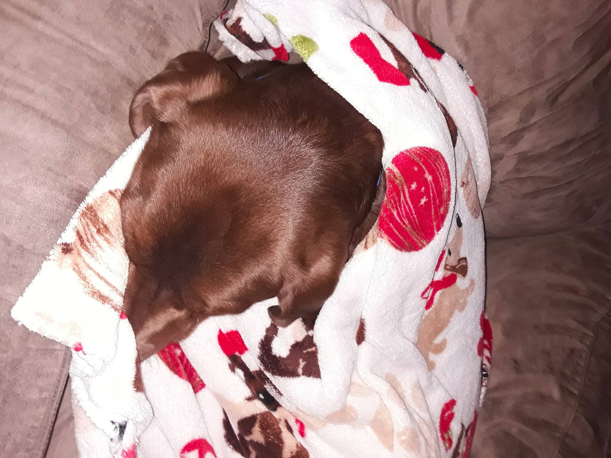 Gunner joined the competition — help win amazing prizes! bed, bed_sheet, bedding, carmine, carnivore, comfort, companion_dog, dog, dog_breed, fashion_accessory, fawn, felidae, fur, linens, liver, petal, plant, sporting_group, textile, working_animal