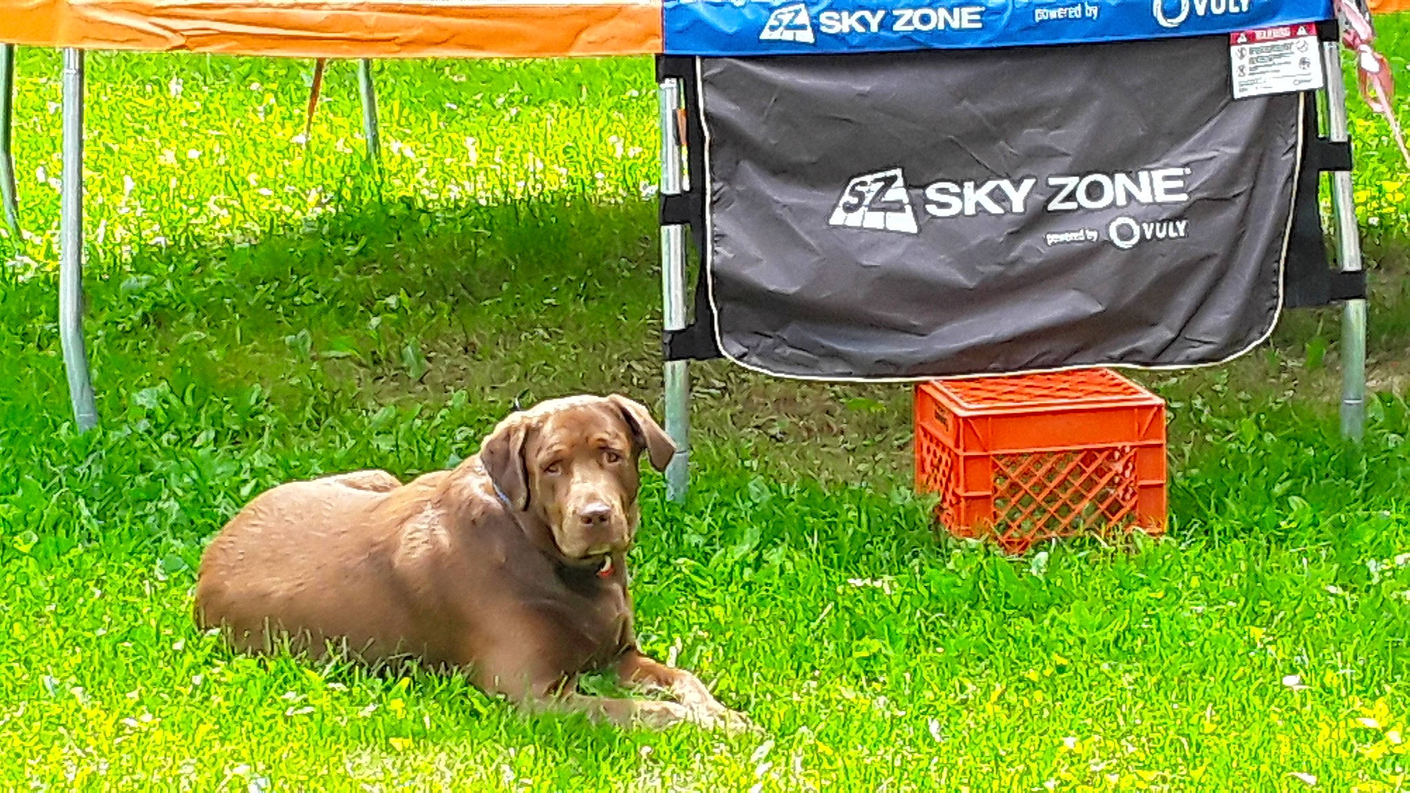 Gunner is registered to the contest to win money with this photo: carnivore, chair, collar, companion_dog, dog, dog_breed, event, fawn, grass, grassland, gun_dog, lawn, liver, mammal, plant, shade, tail, tarpaulin, tent, working_animal