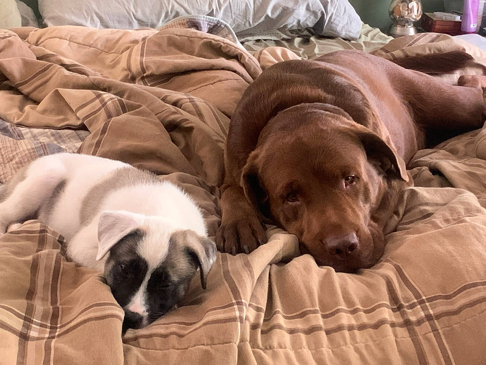 Gunner is registered to the contest to win money with this photo: bedding, bored, canidae, carnivore, comfort, companion_dog, dog, dog_breed, dog_supply, duvet, fawn, fur, linens, liver, nap, snout, sporting_group, terrestrial_animal, whiskers, working_animal