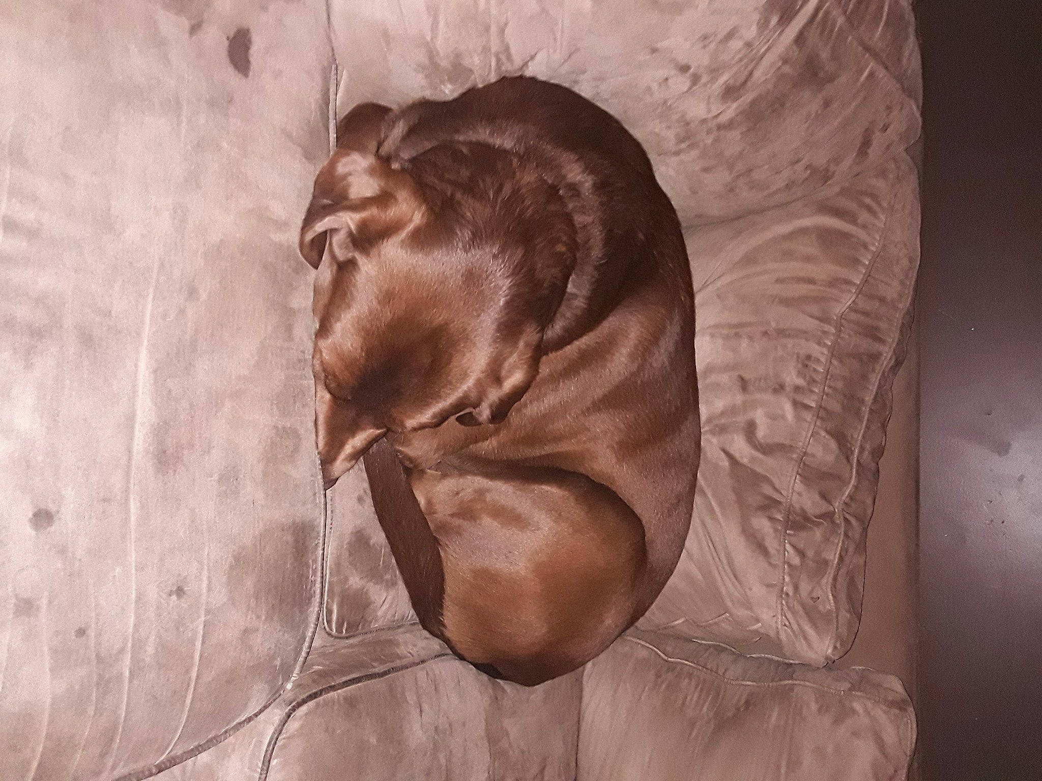 Gunner is registered to the contest to win money with this photo: art, darkness, drawing, eye, jaw, liver, metal, monochrome, monochrome_photography, sculpture, seal, snout, sporting_group, still_life_photography, terrestrial_animal, tints_and_shades, visual_arts, whiskers, wood, wrinkle