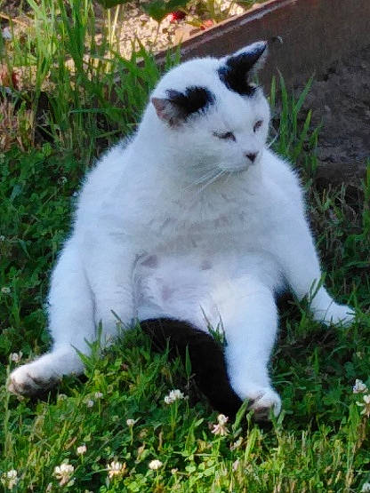 Pito a rejoint le concours — aidez-le/la à gagner de superbes lots ! annual_plant, carnivore, cat, domestic_short_haired_cat, eye, fawn, felidae, fur, grass, groundcover, head, herbaceous_plant, plant, sitting, small_to_medium_sized_cats, snout, tail, terrestrial_animal, tree, whiskers