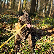 Oslow participe au concours pour gagner de l'argent avec cette photo : dog, stick, forest, grass, leaves, playful, outdoor, sunlight, canine, nature, happy, pet, animal, brown, black, tongue, ears, mouth, daylight, blurred_background