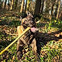 dog, stick, forest, grass, leaves, playful, outdoor, sunlight, canine, nature, happy, pet, animal, brown, black, tongue, ears, mouth, daylight, blurred_background