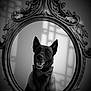 dog, mirror, bow_tie, black_and_white, portrait, vintage, reflection, pet, indoor, decor, animal, cute, elegant, facing_camera, smiling, shadow, window, polka_dot, framed, classic