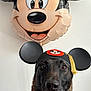 dog, mickey_mouse, balloon, hat, graduation, costume, black, brown, pet, animal, celebration, indoor, face, ears, portrait, cute, disney, funny, party, background