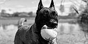 Oslow participe au concours pour gagner de l'argent avec cette photo : dog, ball, water, outdoor, animal, pet, nature, playing, standing, shallow_water, black_and_white, canine, fur, ears, snout, reflection, wet, grass, sky, tree_branches