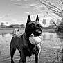 dog, ball, water, outdoor, animal, pet, nature, playing, standing, shallow_water, black_and_white, canine, fur, ears, snout, reflection, wet, grass, sky, tree_branches