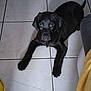 dog, black_dog, tile_floor, indoor, pet, floor, looking_up, front_paws, portrait, animal, companion, cute, staring, tail, laying, gaze, whiskers, domestic, home, cozy