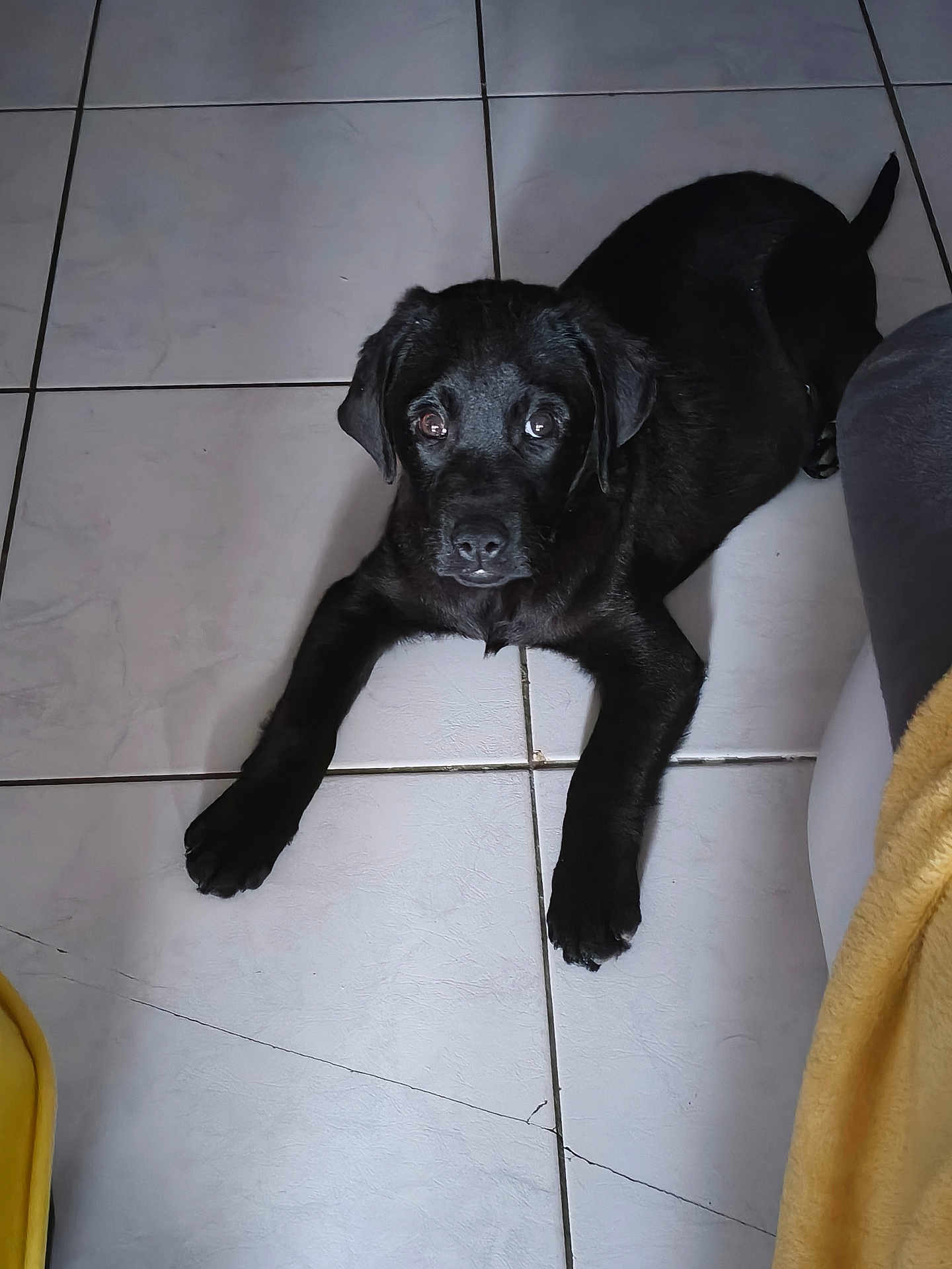 Takos a rejoint le concours — aidez-le/la à gagner de superbes lots ! dog, black_dog, tile_floor, indoor, pet, floor, looking_up, front_paws, portrait, animal, companion, cute, staring, tail, laying, gaze, whiskers, domestic, home, cozy