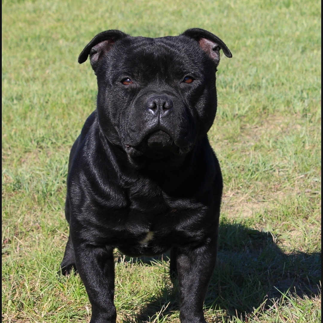 Marley participe au concours pour gagner de l'argent avec cette photo : animal, boxer, bulldog, canine, dog, frenchbulldog, labradorretriever, pet, pitbull, pug, puppy, snout