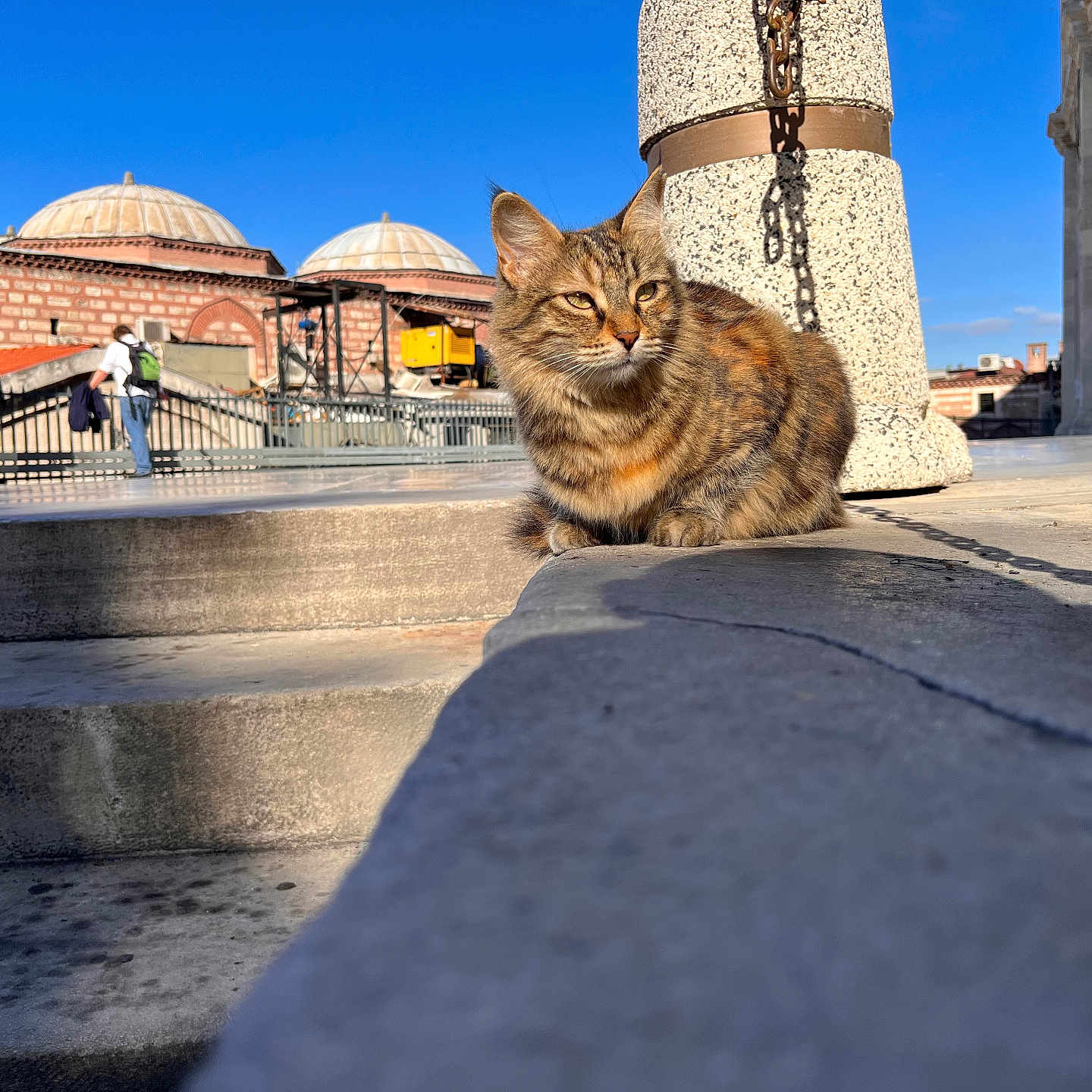Nabs joined the competition — help win amazing prizes! animal, building, cat, column, daytime, domes, feline, ledge, mammal, outdoor, people, pet, relaxing, shadow, side_view, sky, stone, sunlight, tabby_cat, urban