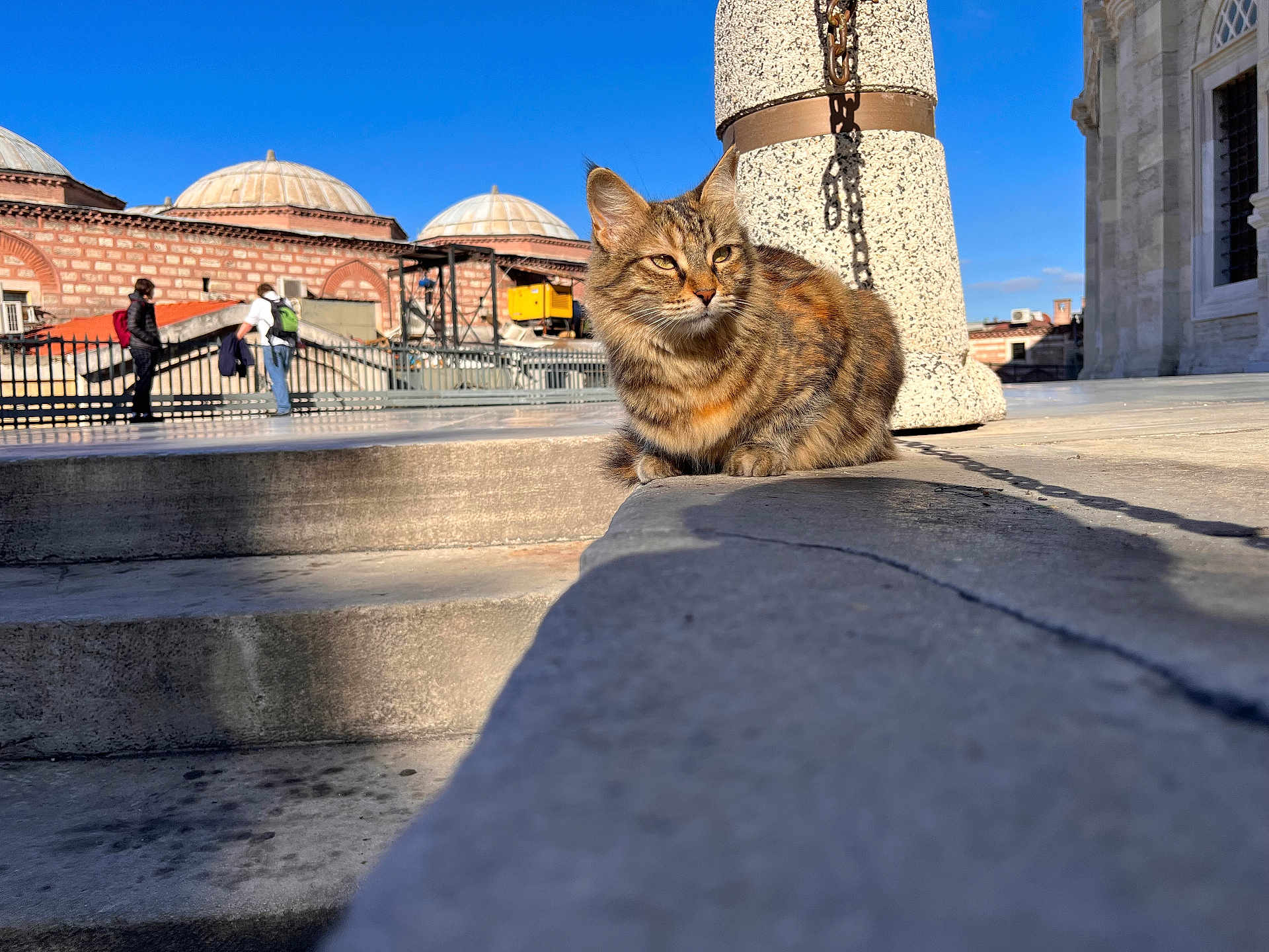 Nabs joined the competition — help win amazing prizes! cat, tabby_cat, animal, outdoor, sunlight, stone, ledge, shadow, column, people, urban, building, domes, sky, daytime, relaxing, pet, feline, mammal, side_view