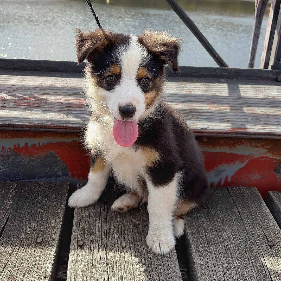 Shadow participe au concours pour gagner de l'argent avec cette photo : puppy, dog, sitting, tongue_out, black_and_white, brown_fur, floppy_ears, pet, animal, portrait, outdoors, bridge, wooden_planks, lake, river, water, hills, trees, nature, daylight