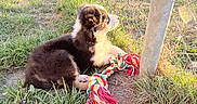 Shadow participe au concours pour gagner de l'argent avec cette photo : puppy, dog, animal, fluffy, sitting, outdoor, grass, fence, chain_link_fence, rope_toy, leash, sunlight, sunset, backyard, playful, profile, fur, pet, nature, portrait