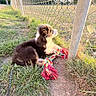 puppy, dog, animal, fluffy, sitting, outdoor, grass, fence, chain_link_fence, rope_toy, leash, sunlight, sunset, backyard, playful, profile, fur, pet, nature, portrait