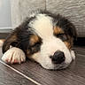 Shadow participe au concours pour gagner de l'argent avec cette photo : puppy, dog, bernese_mountain_dog, sleeping, resting, lying_down, paw, nose, fur, tricolor, black_white_brown, indoors, wood_floor, home, couch, window, close_up, pet, cute, relaxed
