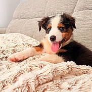 Shadow a rejoint le concours — aidez-le/la à gagner de superbes lots ! puppy, dog, tricolor, bernese_mountain_dog, tongue_out, lying_down, blanket, fluffy, sofa, indoors, portrait, pet, cute, happy, relaxed, fur, brown, black, white, home