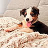 puppy, dog, tricolor, bernese_mountain_dog, tongue_out, lying_down, blanket, fluffy, sofa, indoors, portrait, pet, cute, happy, relaxed, fur, brown, black, white, home