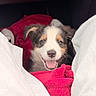 Shadow participe au concours pour gagner de l'argent avec cette photo : puppy, dog, pet, animal, canine, tricolor, black_and_white, brown, face, eyes, open_mouth, smiling, blanket, pink_blanket, cozy, cuddling, car_interior, portrait, close_up, happy