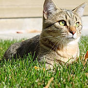 Dottie is registered to the contest to win money with this photo: cat, tabby, grass, outdoor, sunlight, green_eyes, whiskers, animal, pet, nature, mammal, feline, closeup, lying_down, daylight, fur, cute, relaxed, domestic_cat, alert