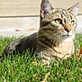 cat, tabby, grass, outdoor, sunlight, green_eyes, whiskers, animal, pet, nature, mammal, feline, closeup, lying_down, daylight, fur, cute, relaxed, domestic_cat, alert