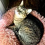 Dottie joined the competition — help win amazing prizes! cat, tabby, pet, animal, fur, whiskers, bed, pink_bed, fluffy, cozy, indoor, floor_tiles, curious, looking_up, relaxed, domestic_cat, cute, feline, resting, natural_light